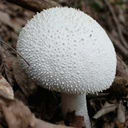 mushroom japan nature wapwhite wppwhite
