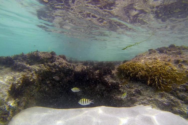 underwater photography